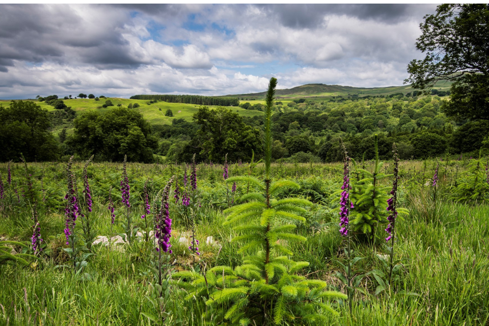 Forestry Commission lifts Phytophthora pluvialis restrictions on timber industry