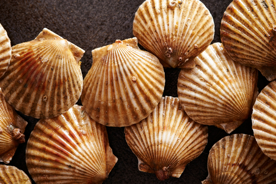 Call for evidence for scallop fishery closures in Lyme Bay and area 7d in summer 2023