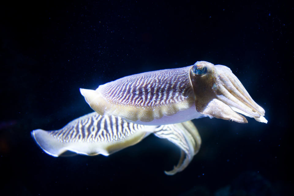 Channel non quota species FMP engagement update