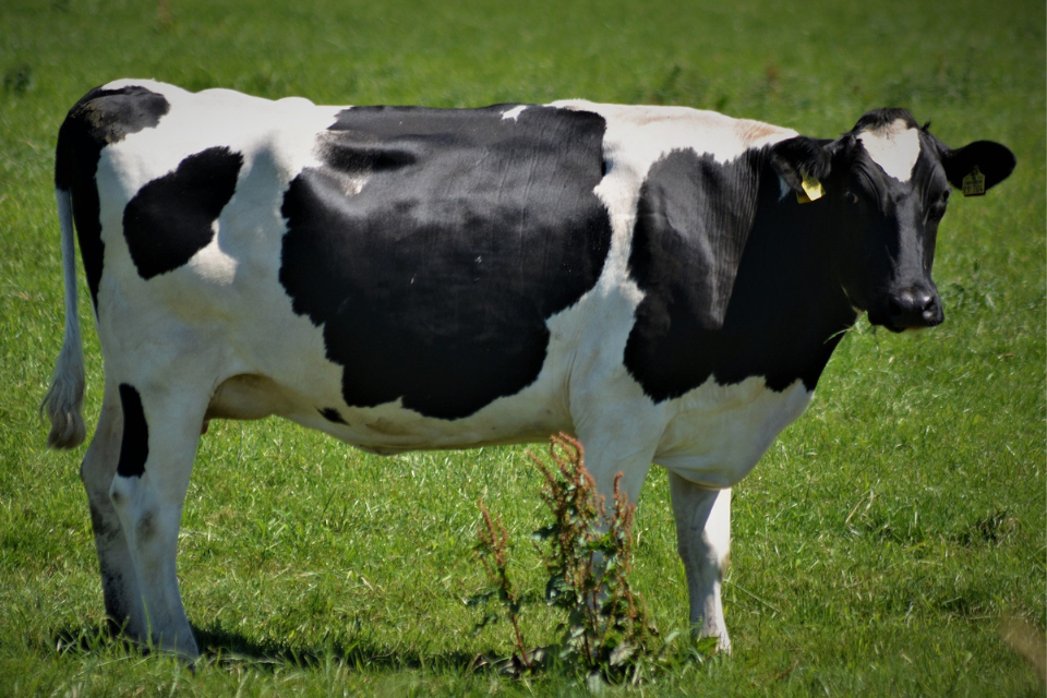 Field trials for bovine TB  cattle vaccine and skin test move to next phase
