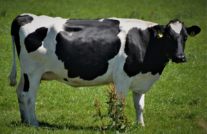 A cow standing in a field