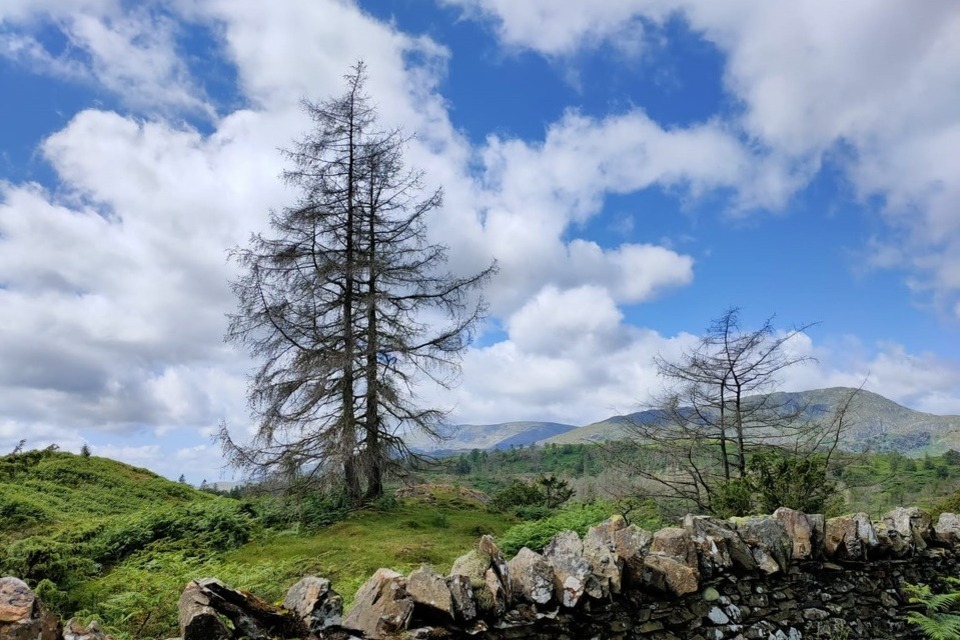 Improvements made to the Tree Health Pilot following a successful first year