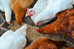 Photograph of hens eating.