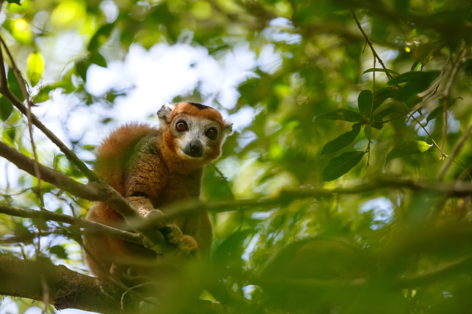 Leaders gather at London event in support of UN Nature COP15 agreement