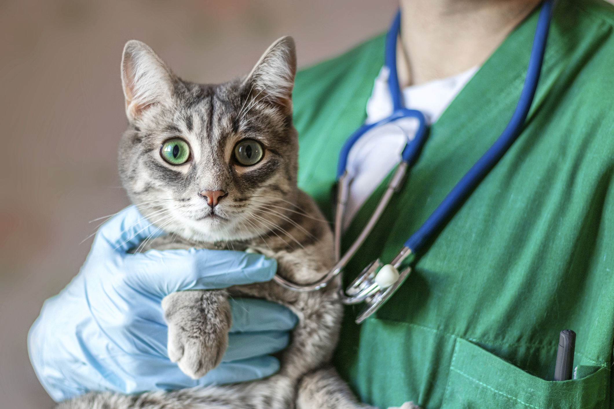 Takeover of eight vet businesses could increase costs for animal owners -  