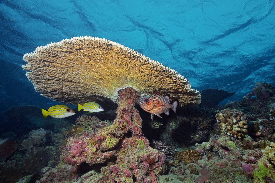 More action needed to protect the world’s ocean, says Environment Secretary on World Wildlife Day