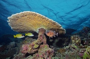 Coral reef in Indian Ocean