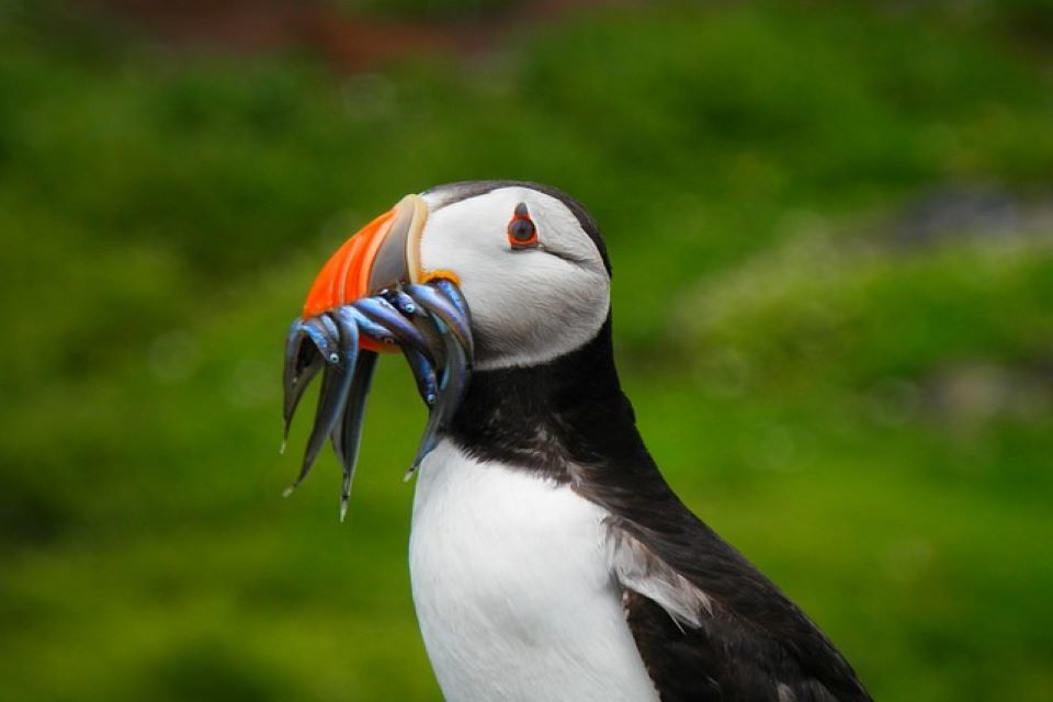 UK proposes measures to protect England’s much loved seabirds