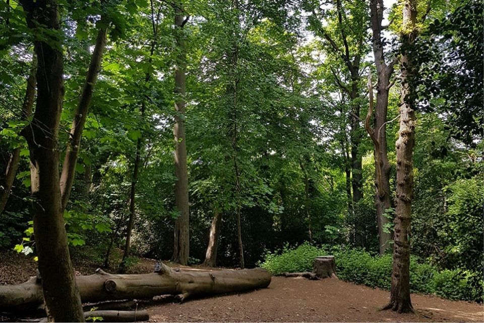 Forestry funds open to boost biodiversity and futureproof forests against pests, diseases and climate change 