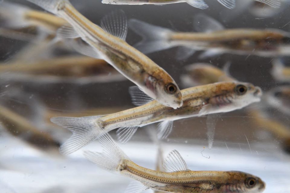 Close season for coarse fishing begins in time for first day of Spring