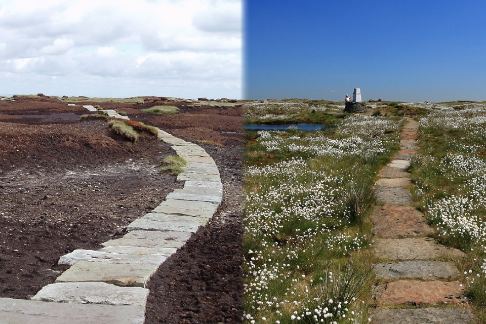 Two views of a paved path across a moor. One shows a barren moor with large bare patches and some brown growth. The other shows a moor full of healthy grasses and wildflowers.