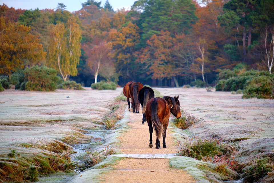 Major broadband upgrade for New Forest to benefit thousands of rural properties