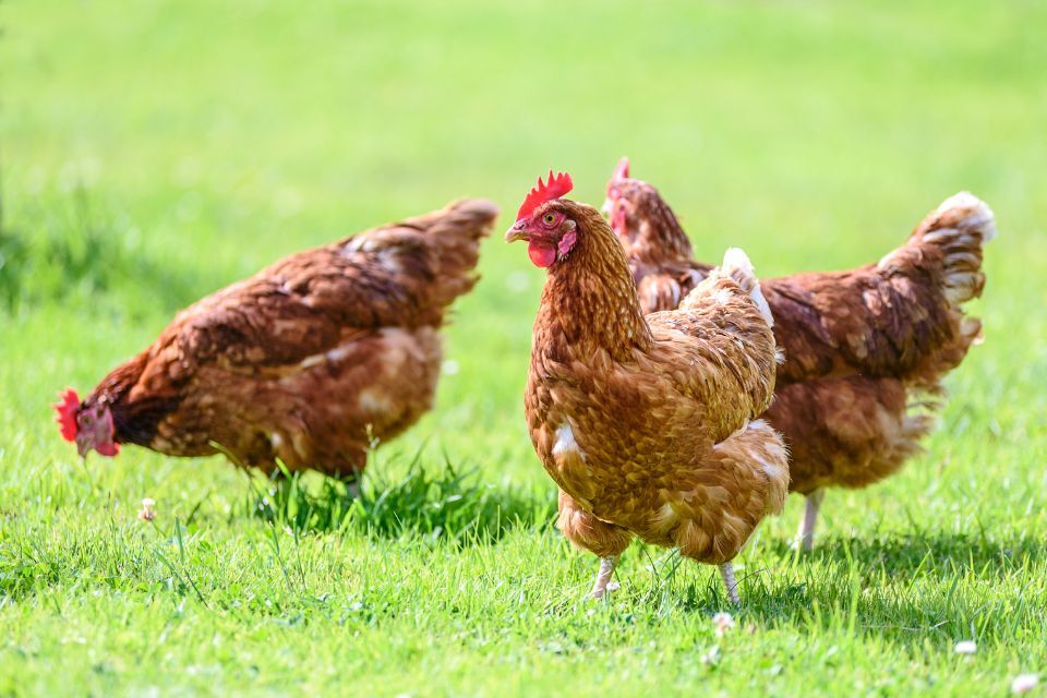 Bird keepers must maintain scrupulous biosecurity standards as housing measures set to be lifted