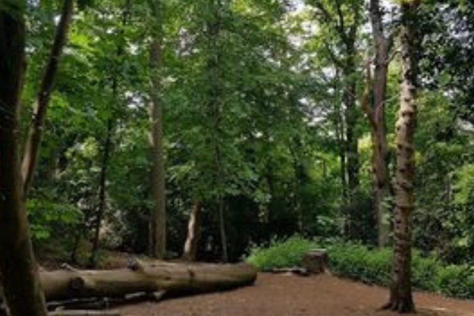 Grant to boost domestic tree production re opens