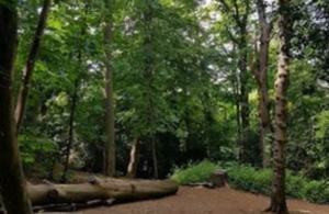 Trees in a woodland setting