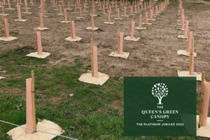 Many rows of newly-planted trees