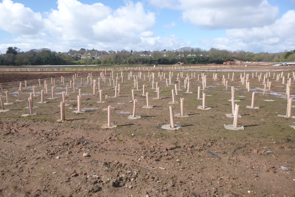 Many rows of newly-planted tree saplings