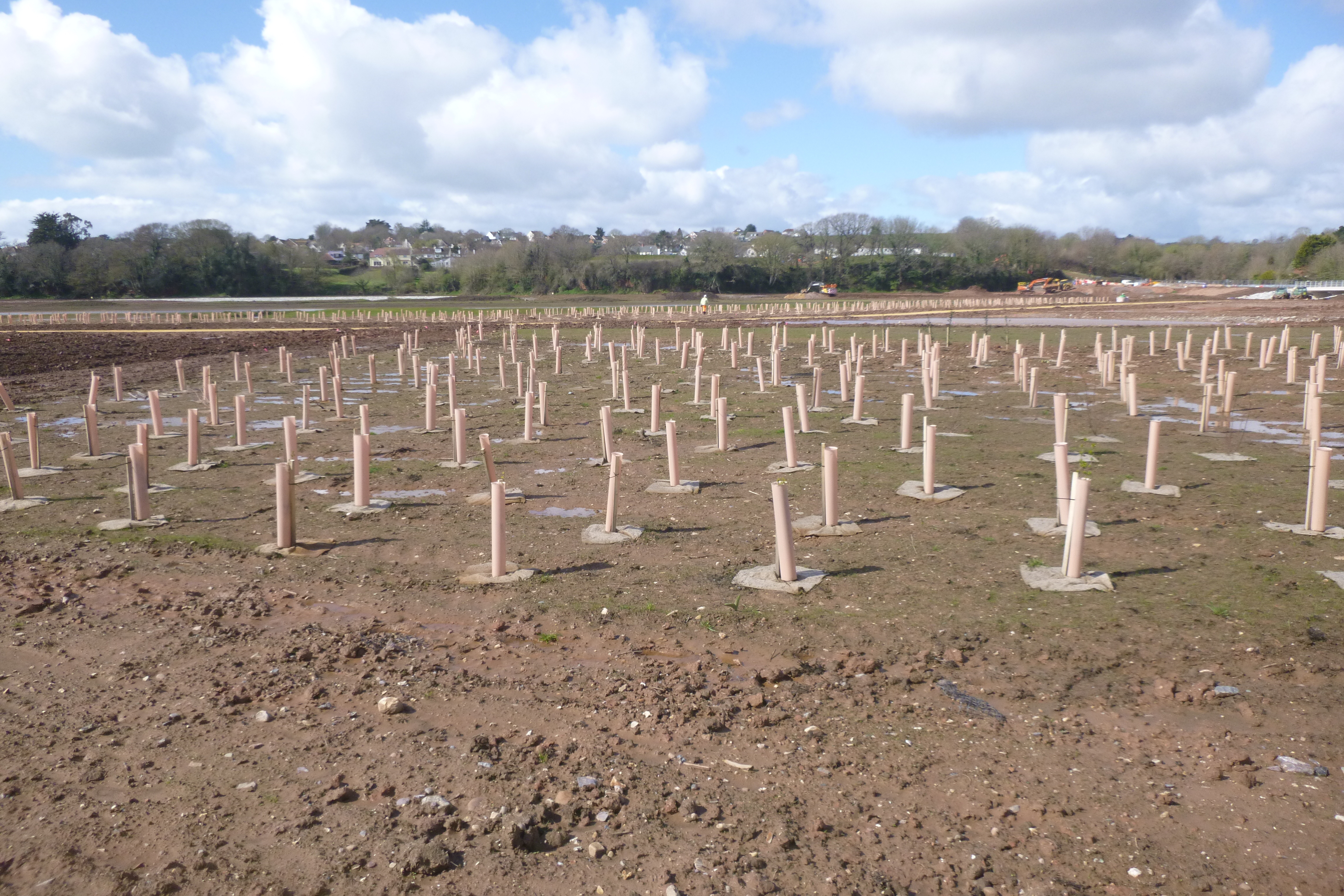 Many rows of newly-planted tree saplings