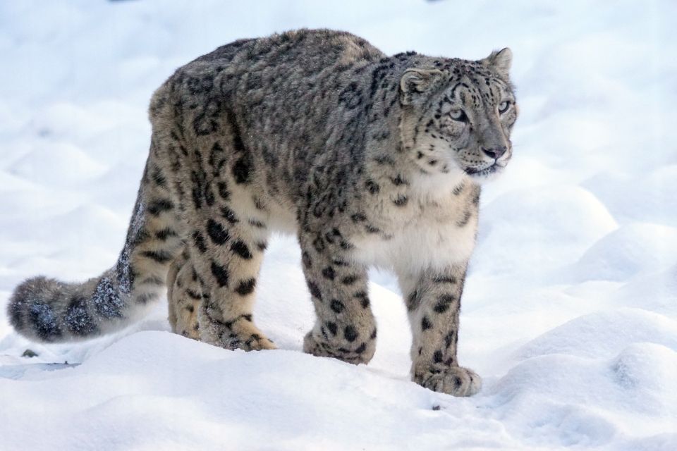 Snow leopards, elephants and pangolins to be better protected with funding boost for world’s most endangered animals