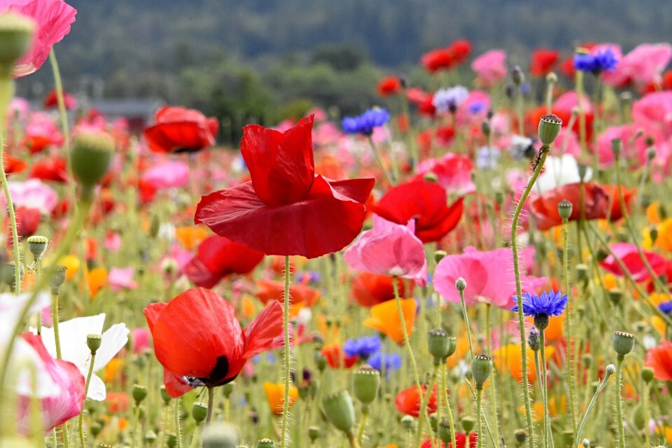 Wildflowers seeds for every primary school class in honour of the Coronation