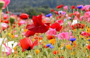 wildflowers