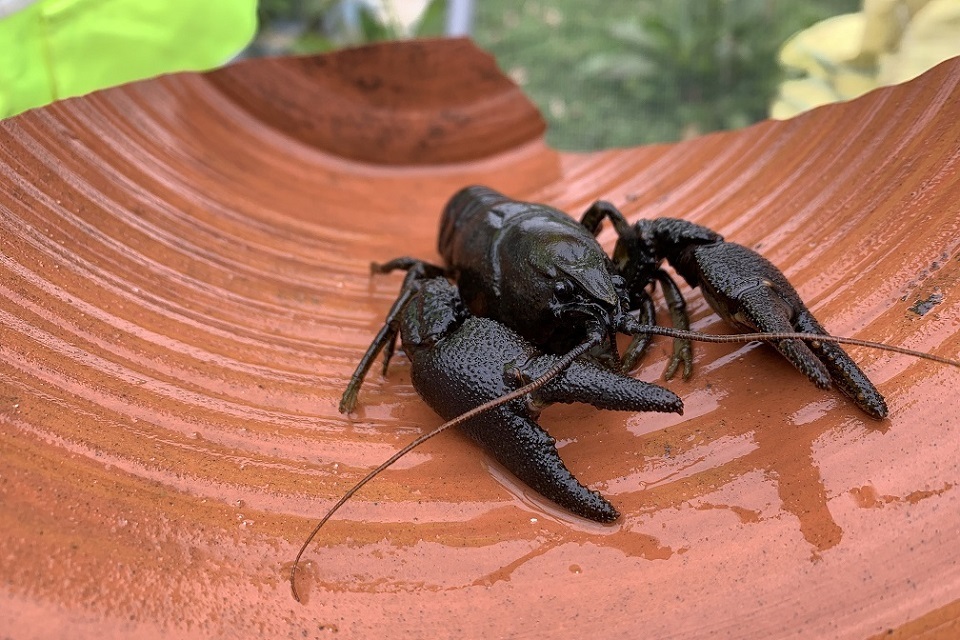 Race against time to save endangered species from deadly disease