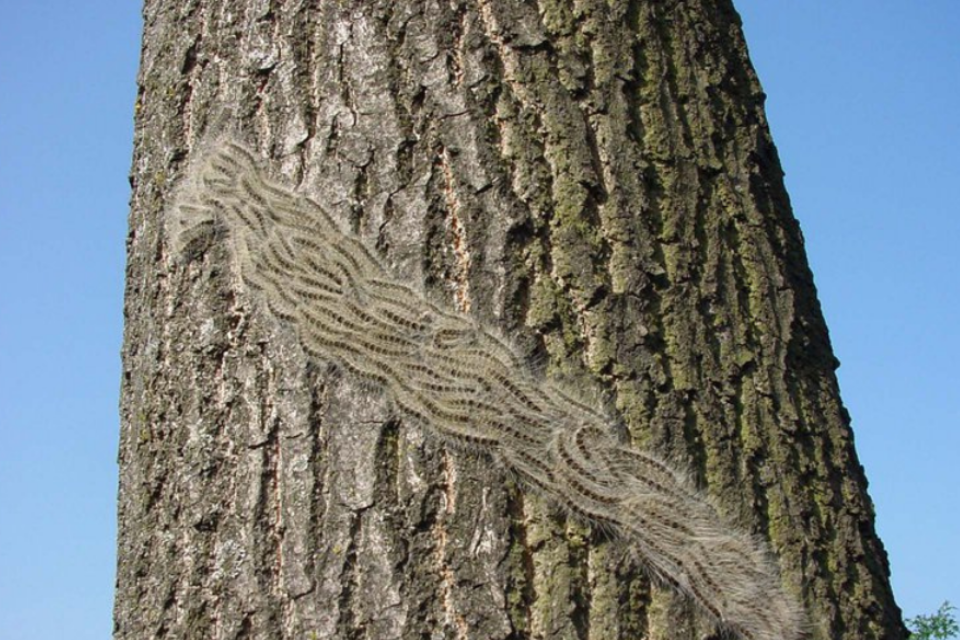 Public urged to keep watch as greatest risk period for the tree pest oak processionary moth begins