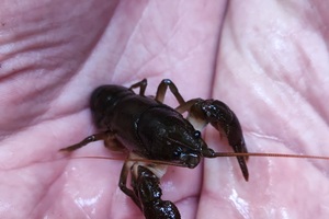 A white clawed crayfish held on the palm of a hand
