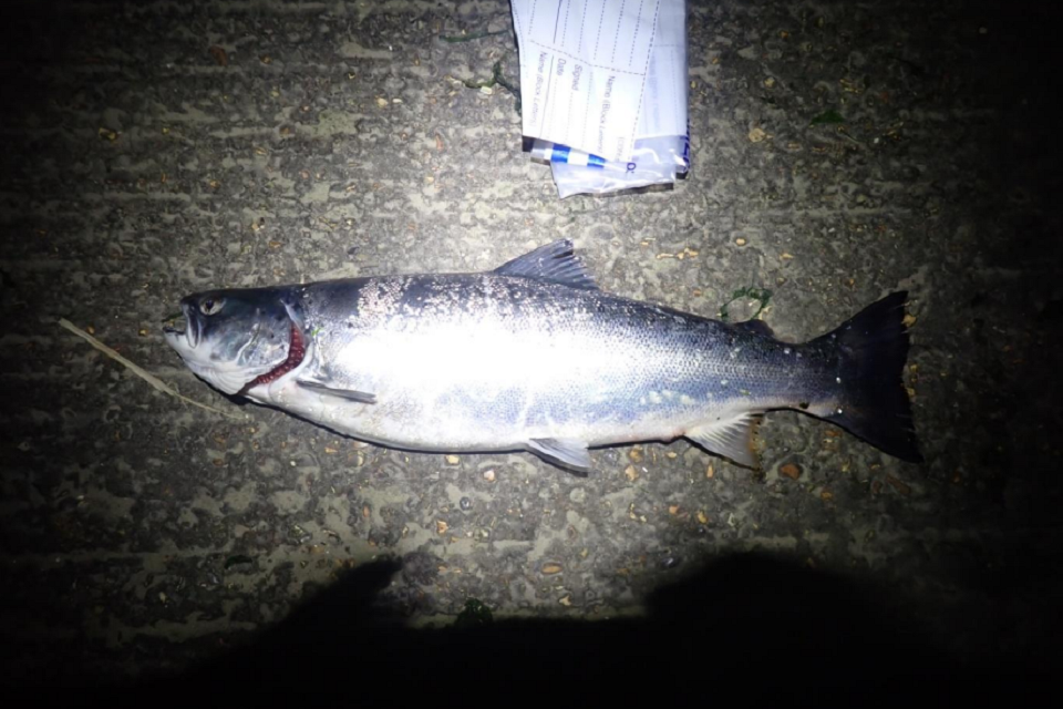 Netting a sea trout costs Christchurch fisherman nearly £400
