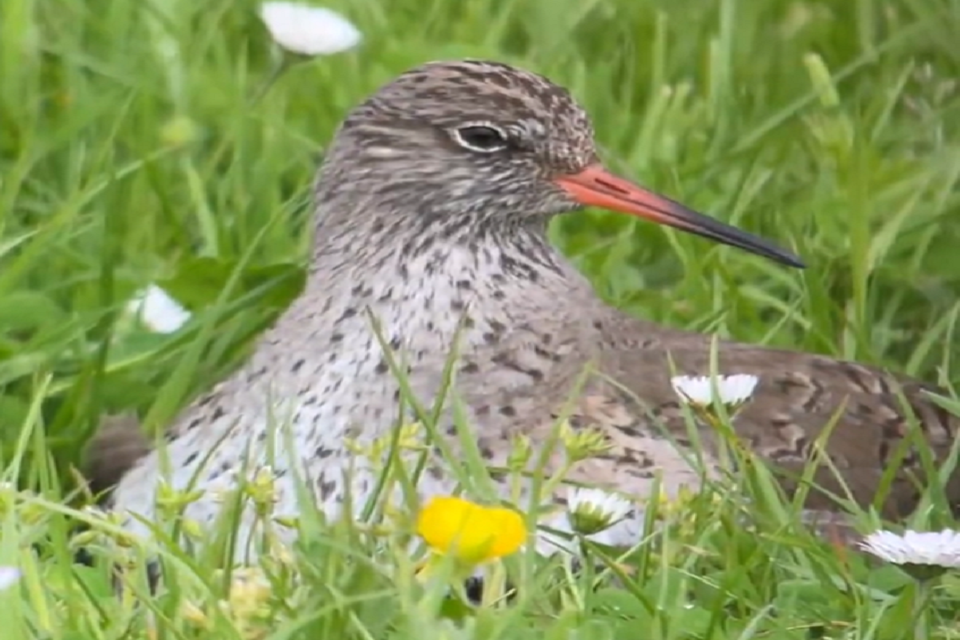 Murder on the Marsh...  and hear about the birds and the bees