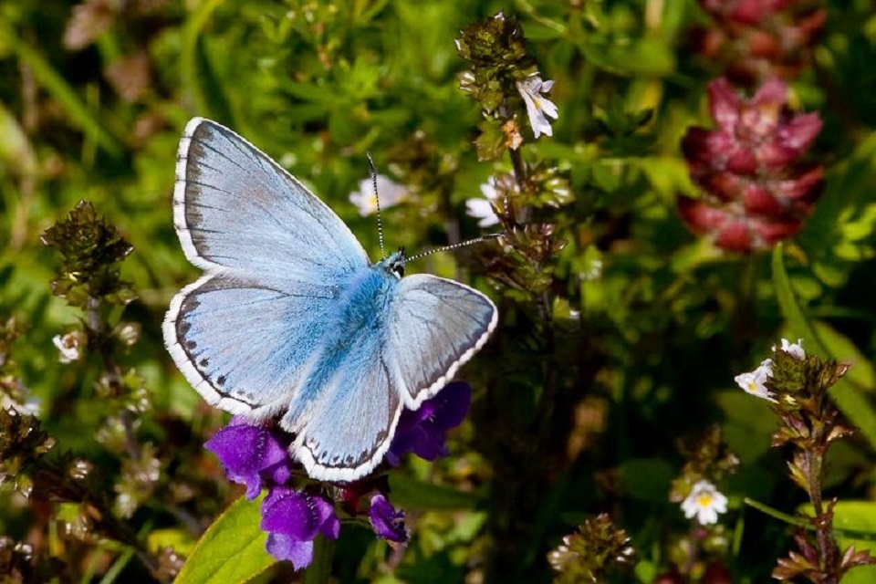 Hampshire and Isle of Wight celebrate nature