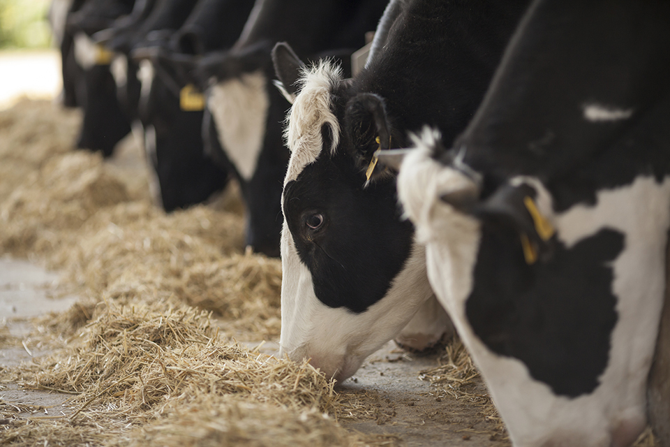 Post-Implementation Review (PIR) of the Animals & Animal Products Regulation of 2015