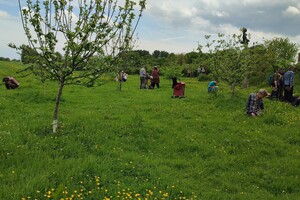 People looking for wildlife in the grass of an orchard, surrounded by trees