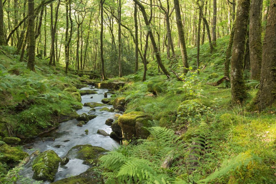 Independent Review of Protected Site Management on Dartmoor