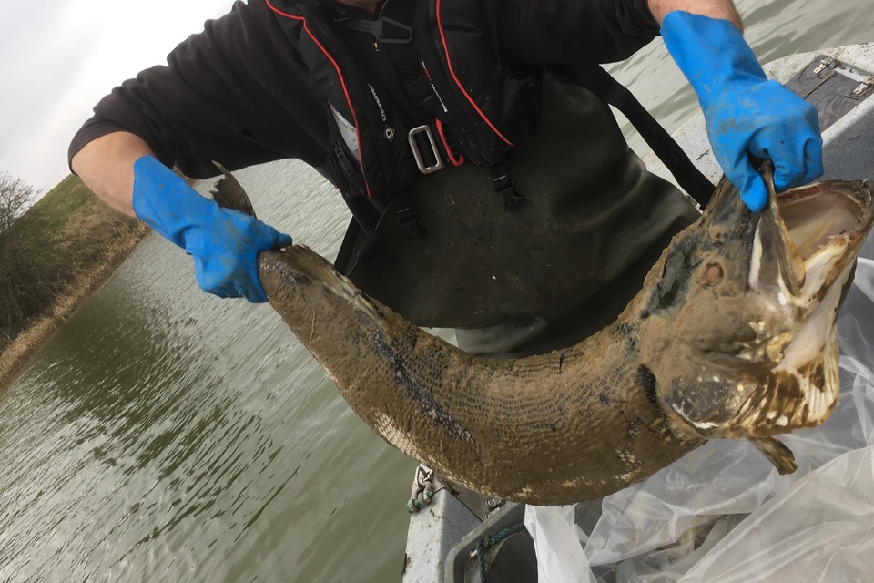 OMEX Agriculture Ltd to pay £510,190 for wiping out over 135,000 fish