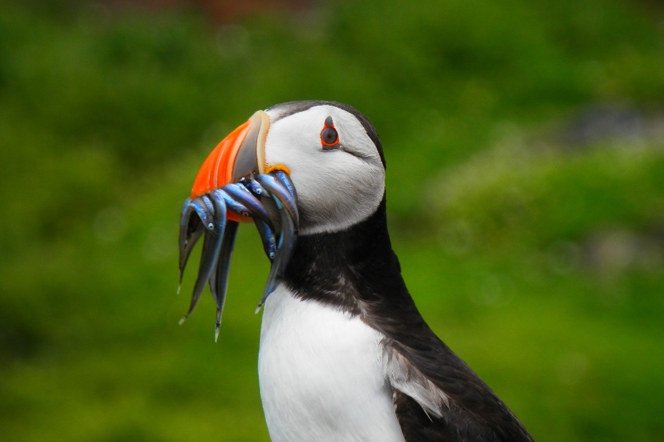 No sandeel fishing for 2023 in effort to protect marine ecosystem