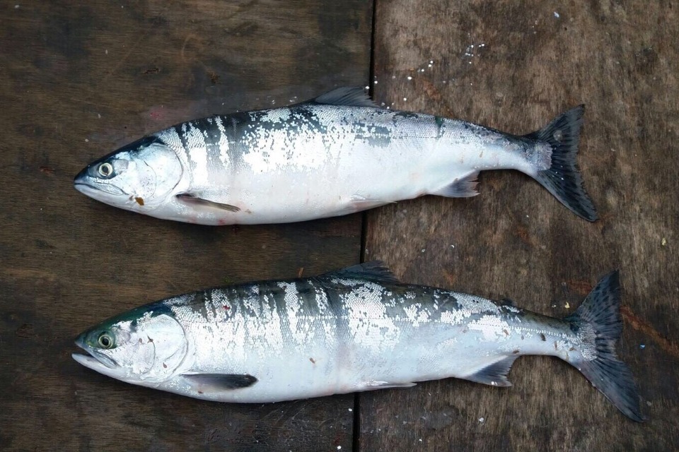 Warning of invasive pink salmon threat to UK fisheries