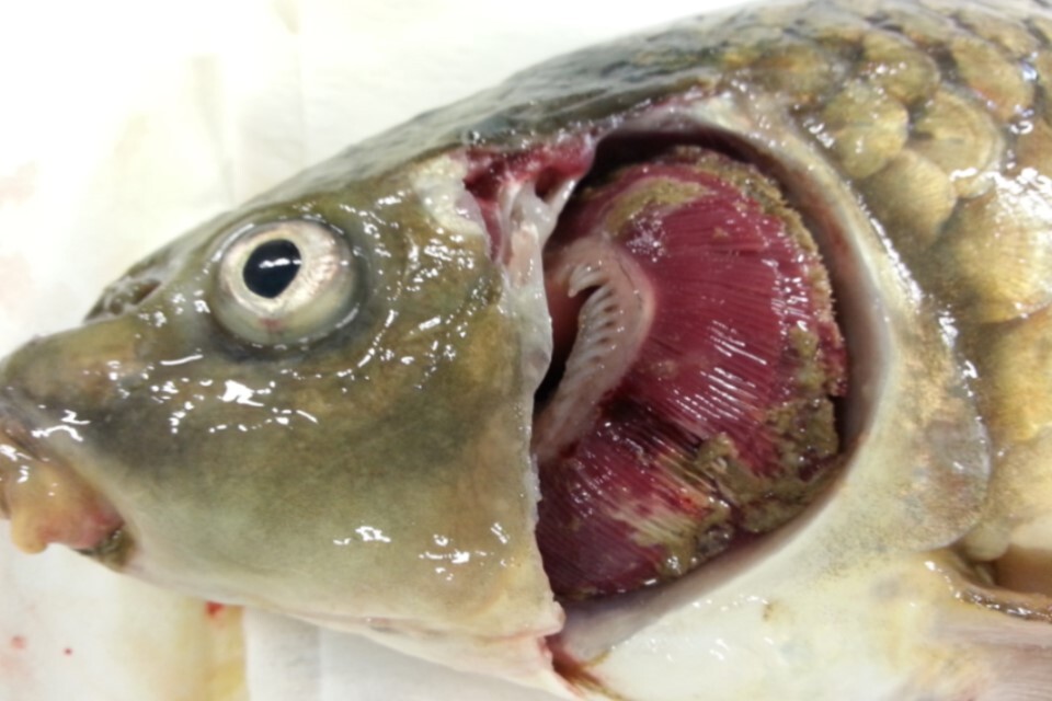 Outbreaks of Koi herpesvirus (KHV) disease in 2023