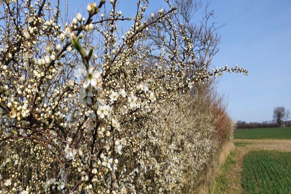 Government seeks views to improve hedgerow protections