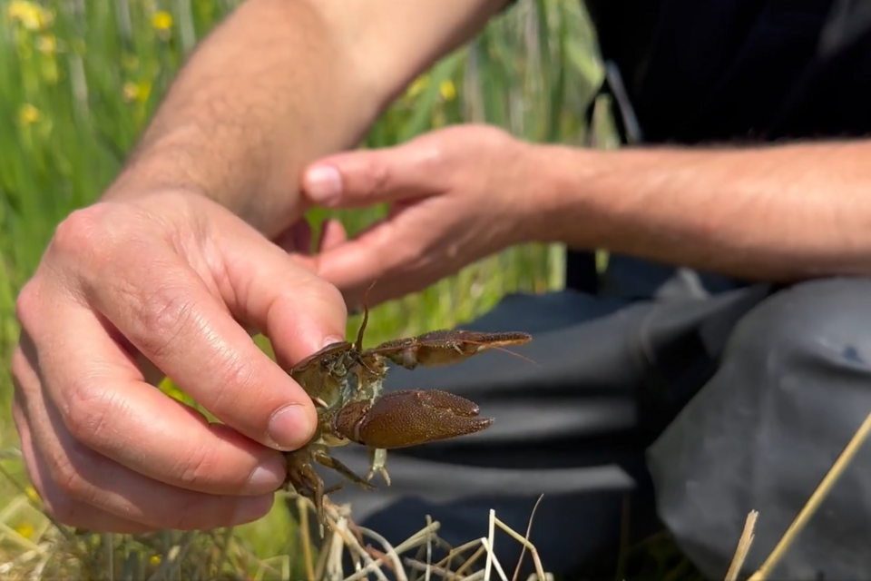 Rescued endangered species moved to safe haven