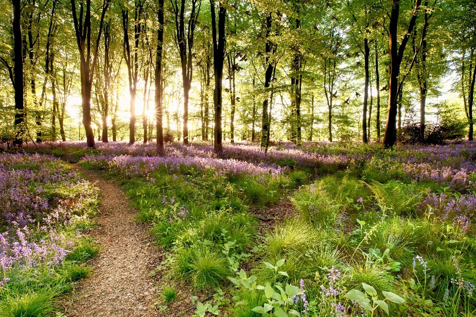 Putting nature on road to recovery with Species Survival Fund