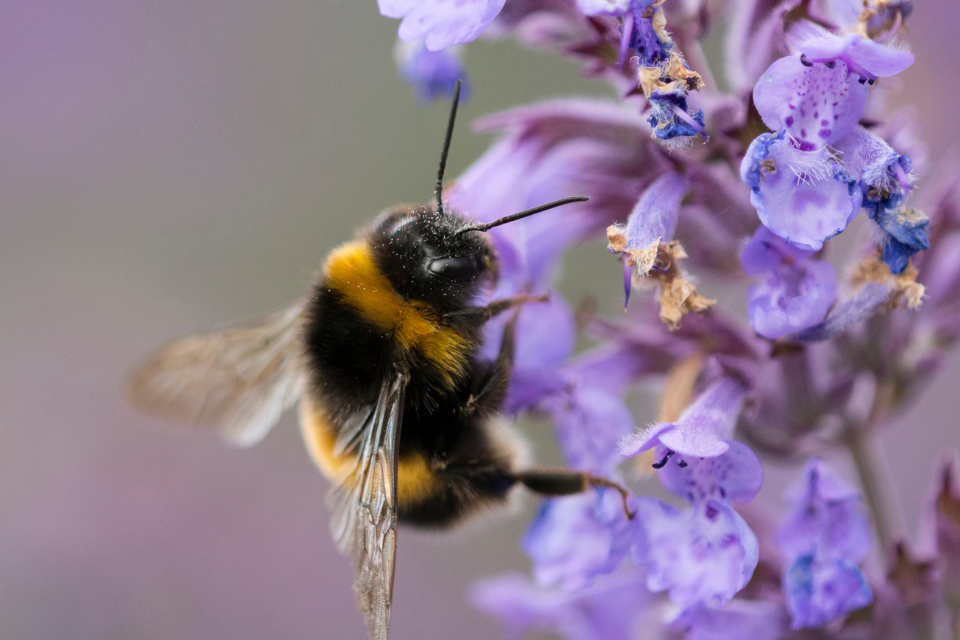Bees’ Needs Week buzzes back for 2023