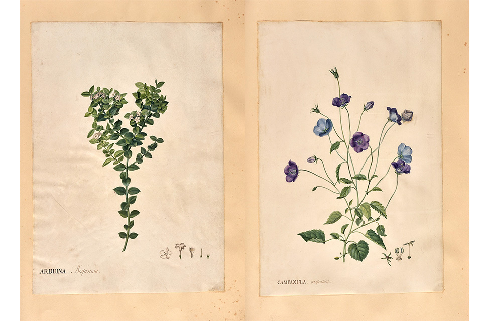 Collection of drawings which helped develop the Royal Botanic Gardens at Kew at risk of leaving the UK