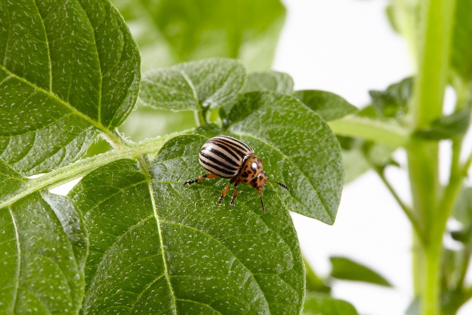 Colorado potato beetle confirmed in Hampshire