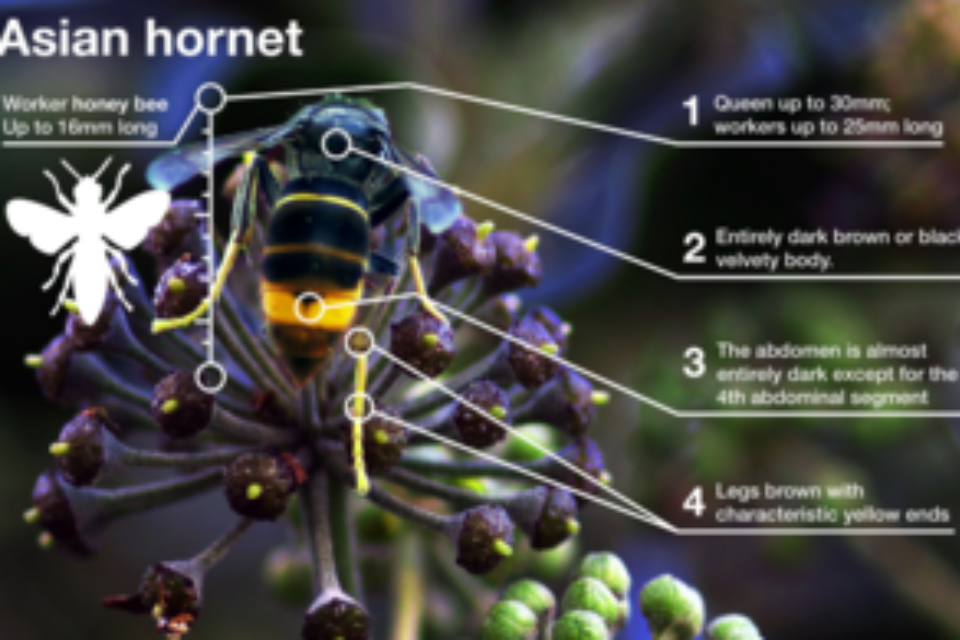 Asian hornets identified in Dover