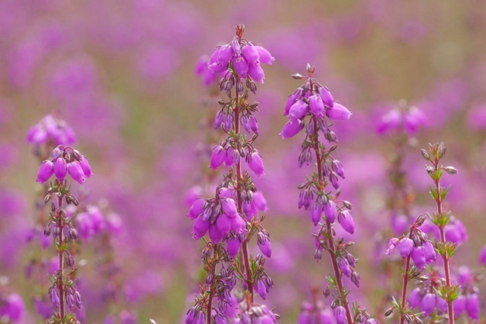 Heathland Connections Nature Recovery Project launches in Surrey
