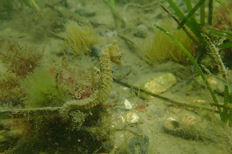 Seaford to Eastbourne Nature Recovery Project launches