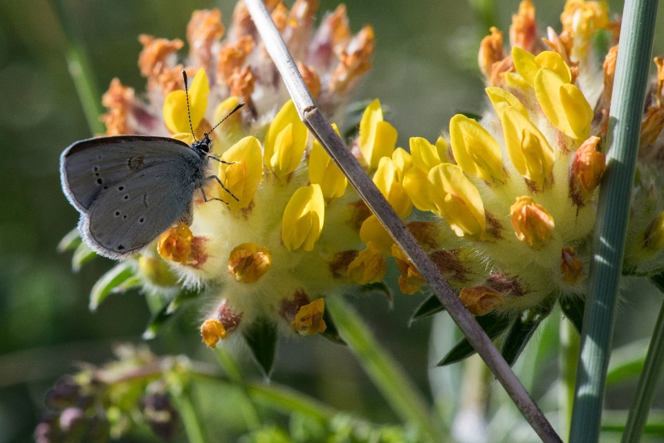 Rare butterfly finds home at military training area in Scotland