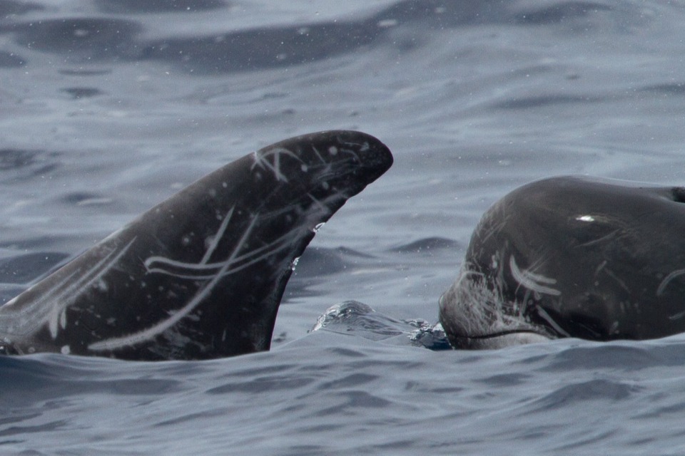 Next steps for managing England’s newly designated Highly Protected Marine Areas