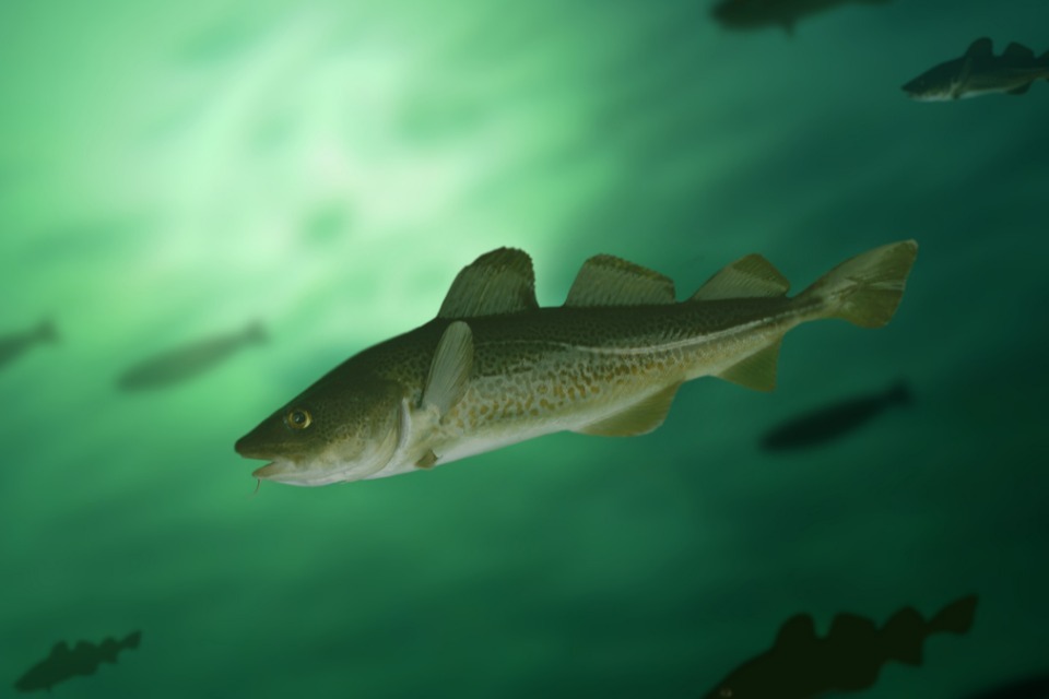 Apply for additional quota now!